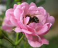 Puzzla Pčela ~ foto: Ranko (http://community.webshots.com/user/qwerty516)